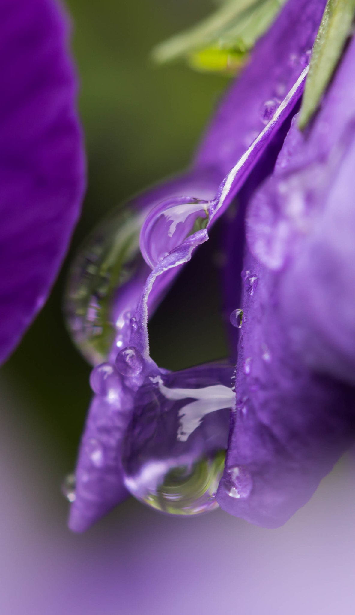 Sigma APO Macro 150mm f/2.8 EX DG HSM sample photo. Flower after rain photography