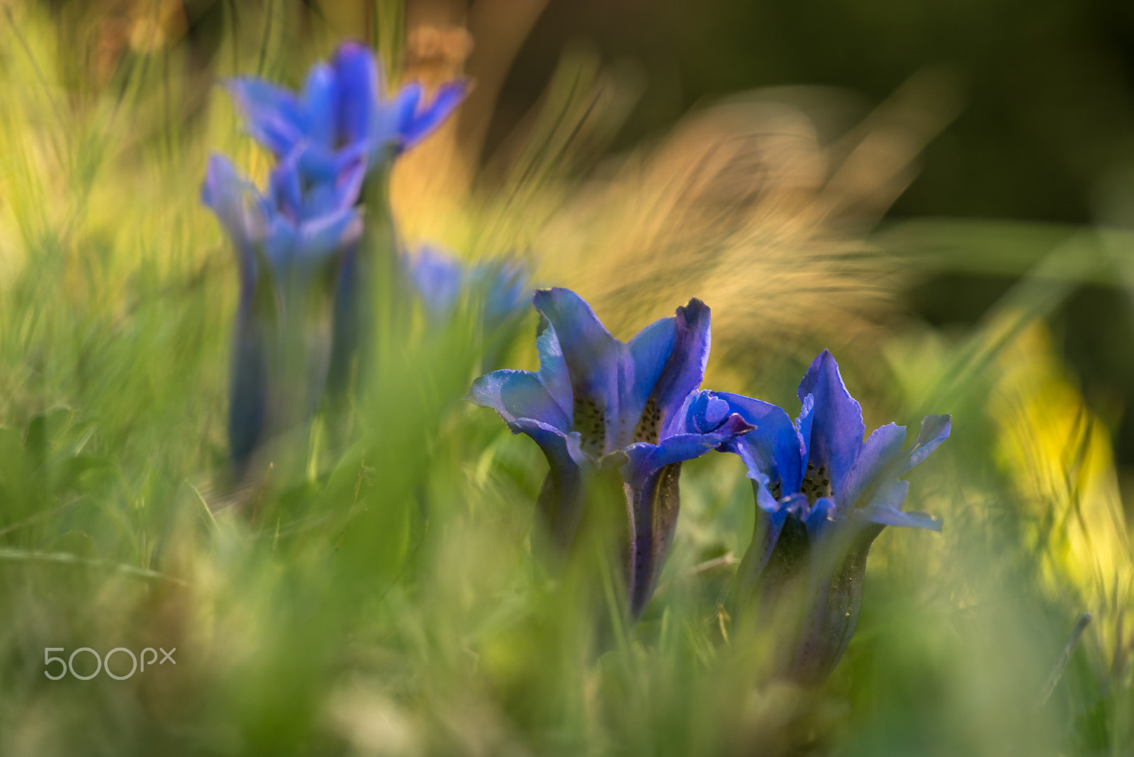 Pentax K-1 sample photo. Enzian photography