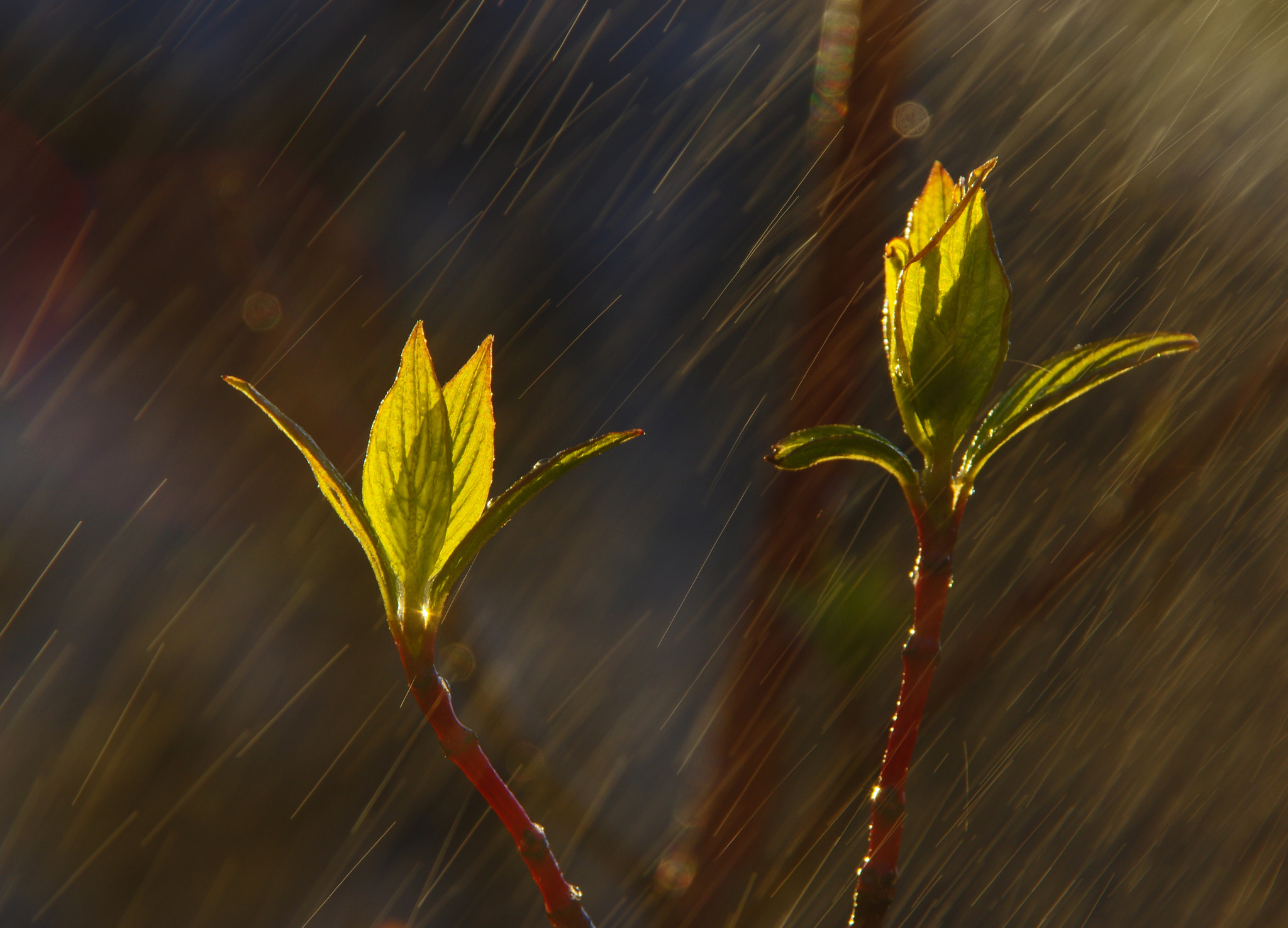 Pentax K-3 sample photo. Liquid of life photography
