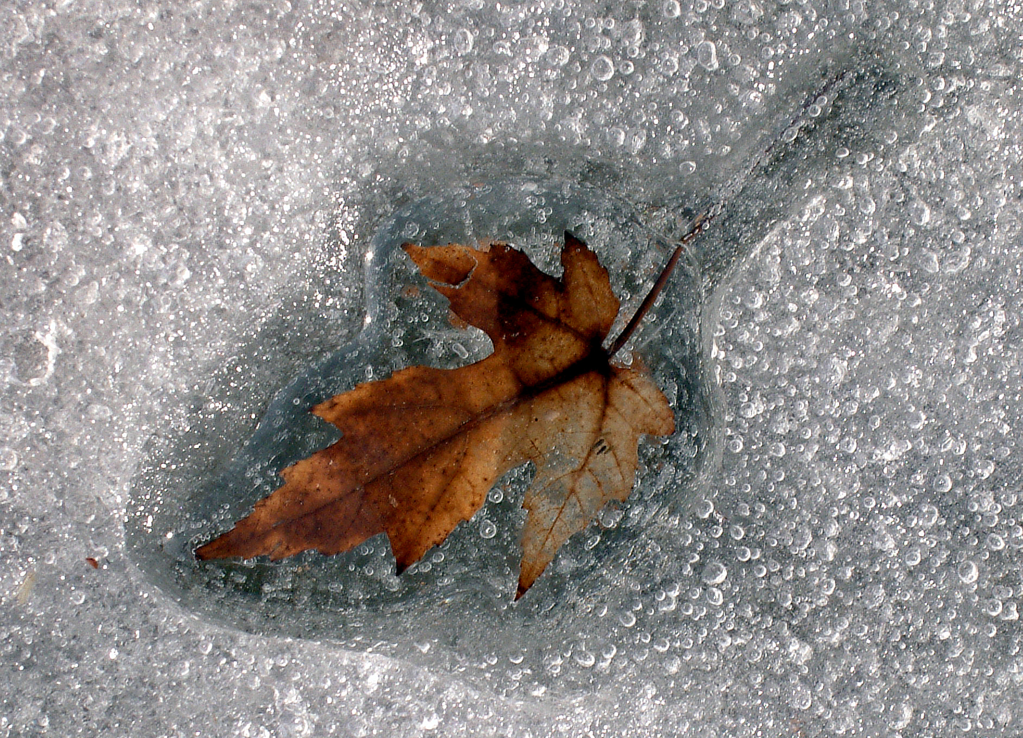 Fujifilm FinePix S602 ZOOM sample photo. Thawing leaf photography