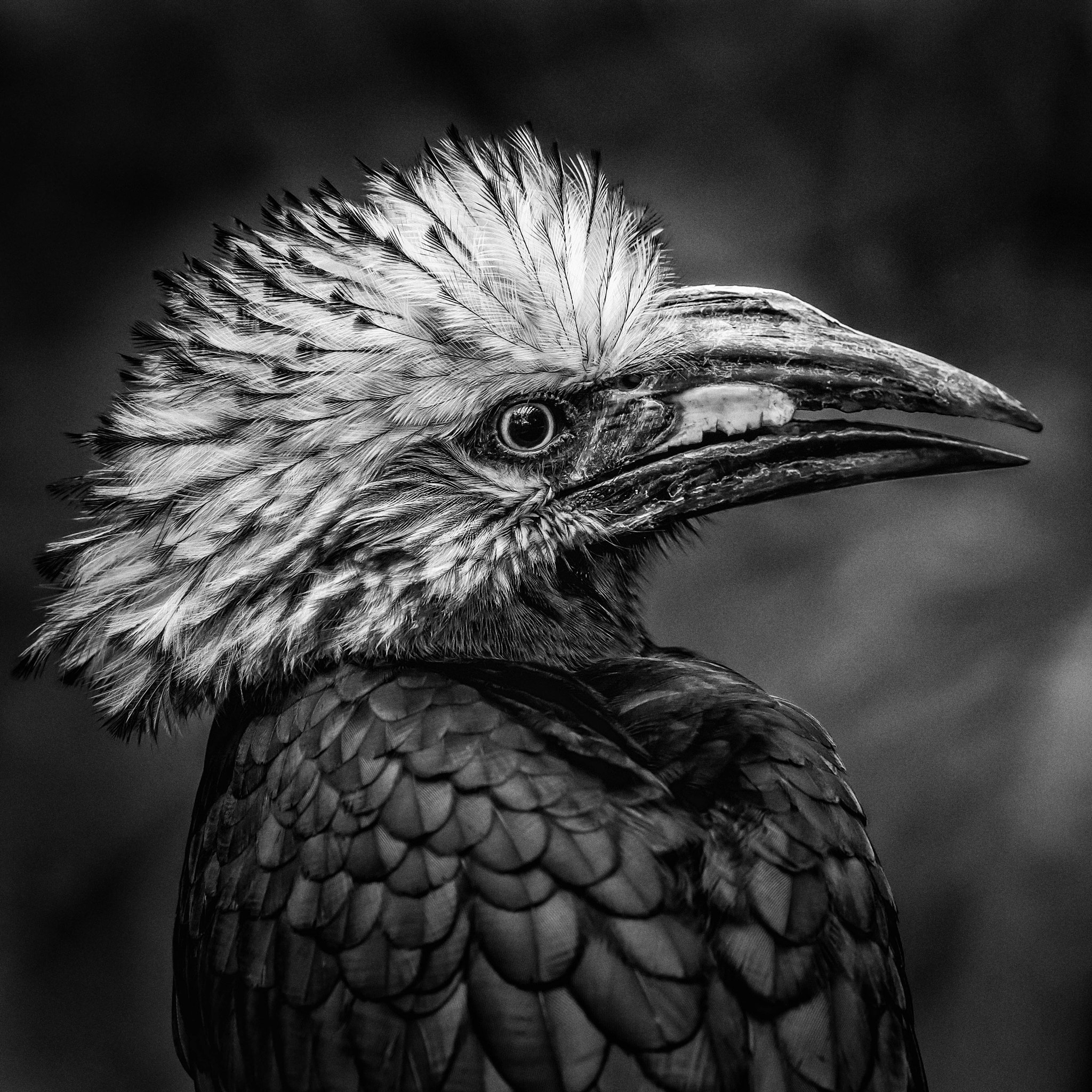 Nikon Nikkor AF-S 300mm F4E PF ED VR sample photo. West african long-tailed hornbill photography
