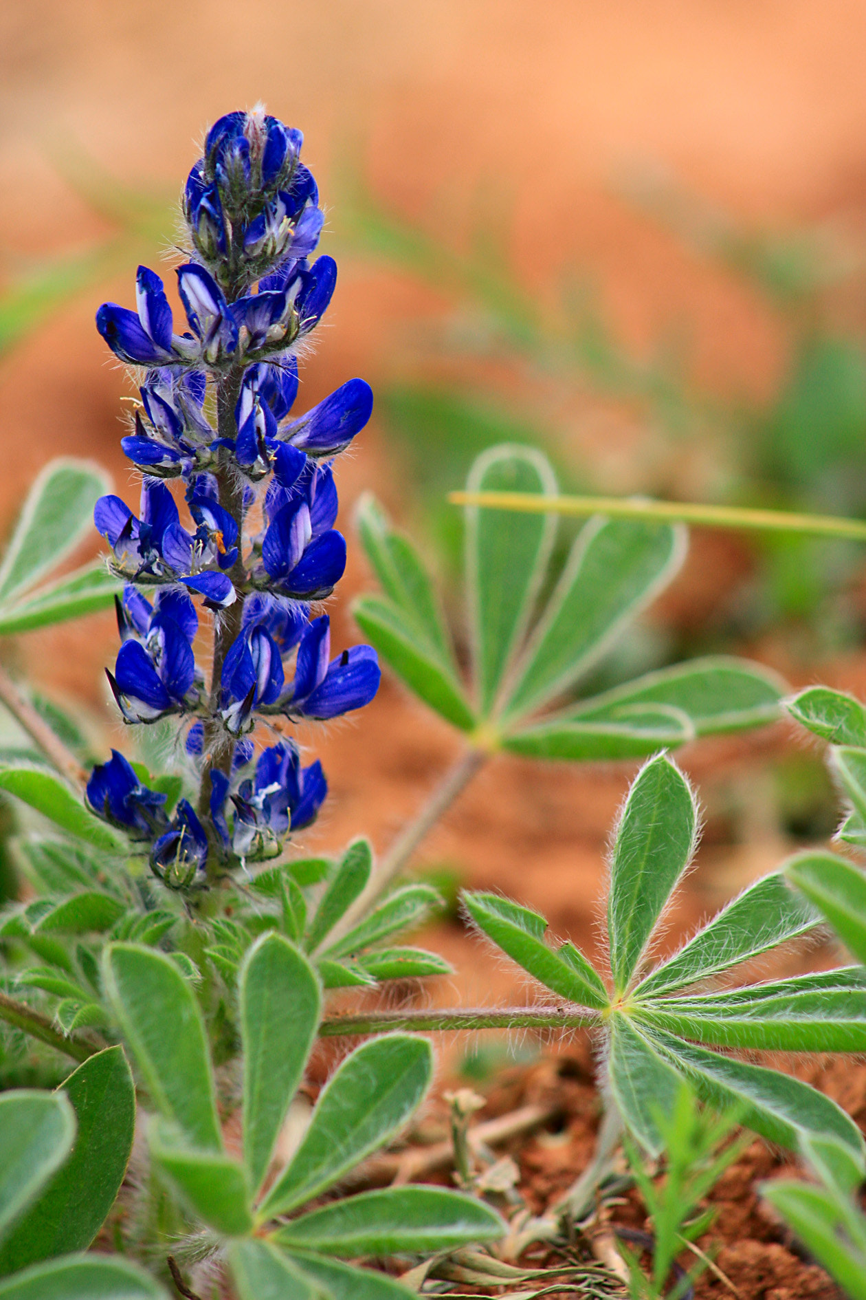 Canon EF 75-300mm f/4-5.6 USM sample photo. Lupine photography