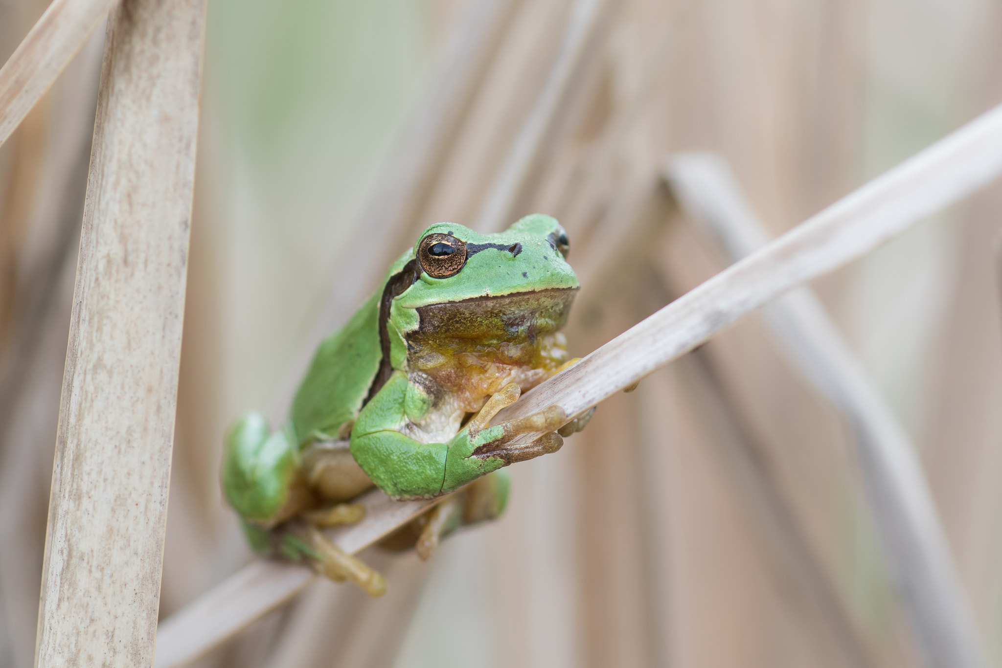 Canon EOS 7D Mark II + Canon EF 100mm F2.8 Macro USM sample photo. Tree frog in the reed photography