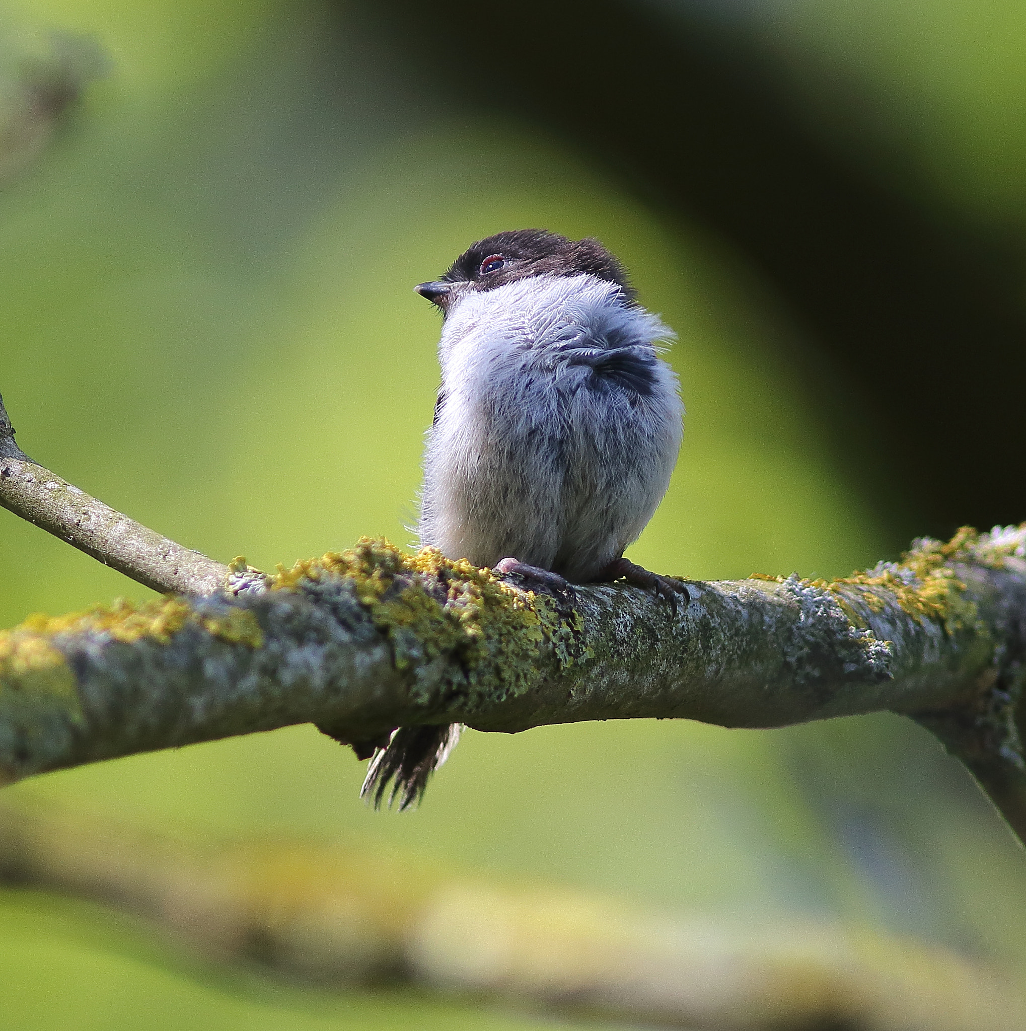 Canon EF 300mm F4L IS USM sample photo. Long-tailed tit...fledgling. photography
