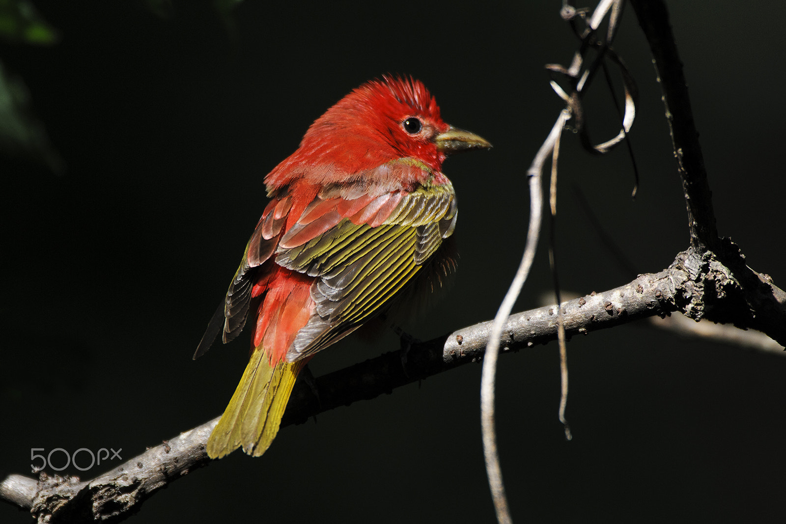 Nikon D300S + Nikon AF-S Nikkor 500mm F4G ED VR sample photo. Scarlet tanager photography