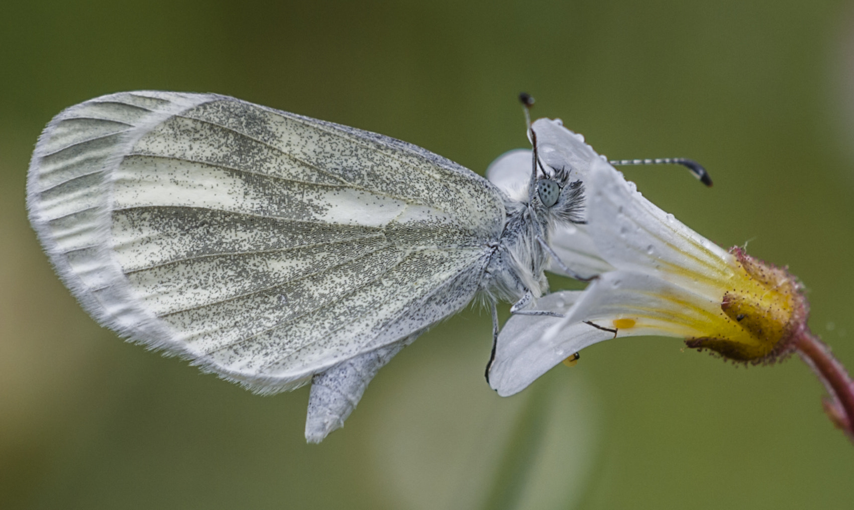 Sigma APO Macro 180mm F3.5 EX DG HSM sample photo. Mariposa photography