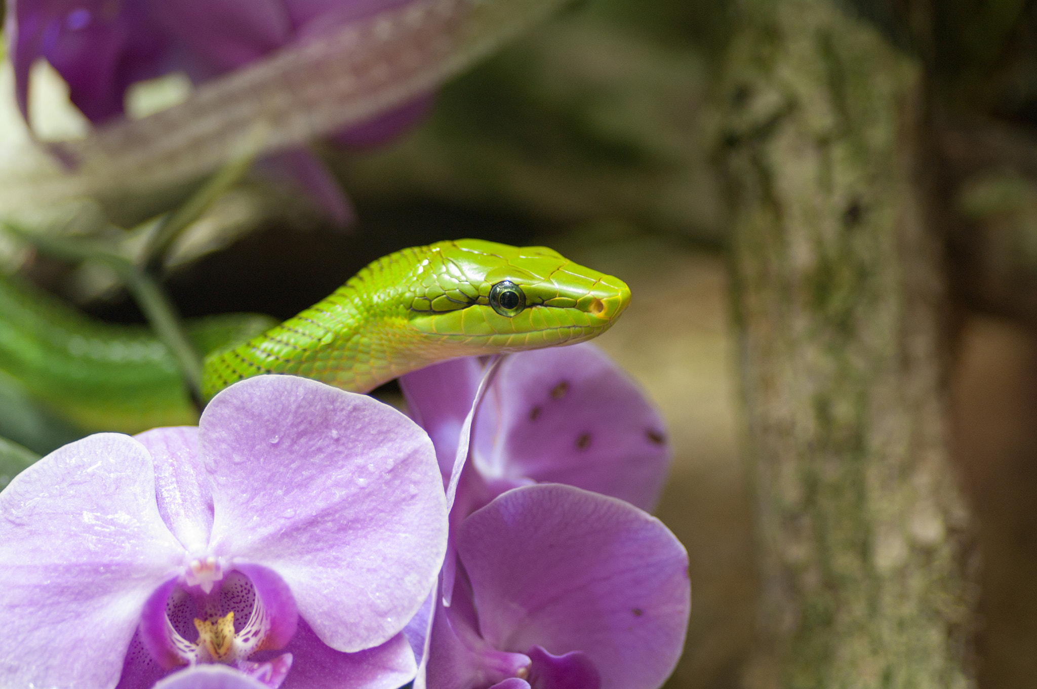 Pentax smc D-FA 100mm F2.8 Macro WR sample photo. Snake in the flower photography