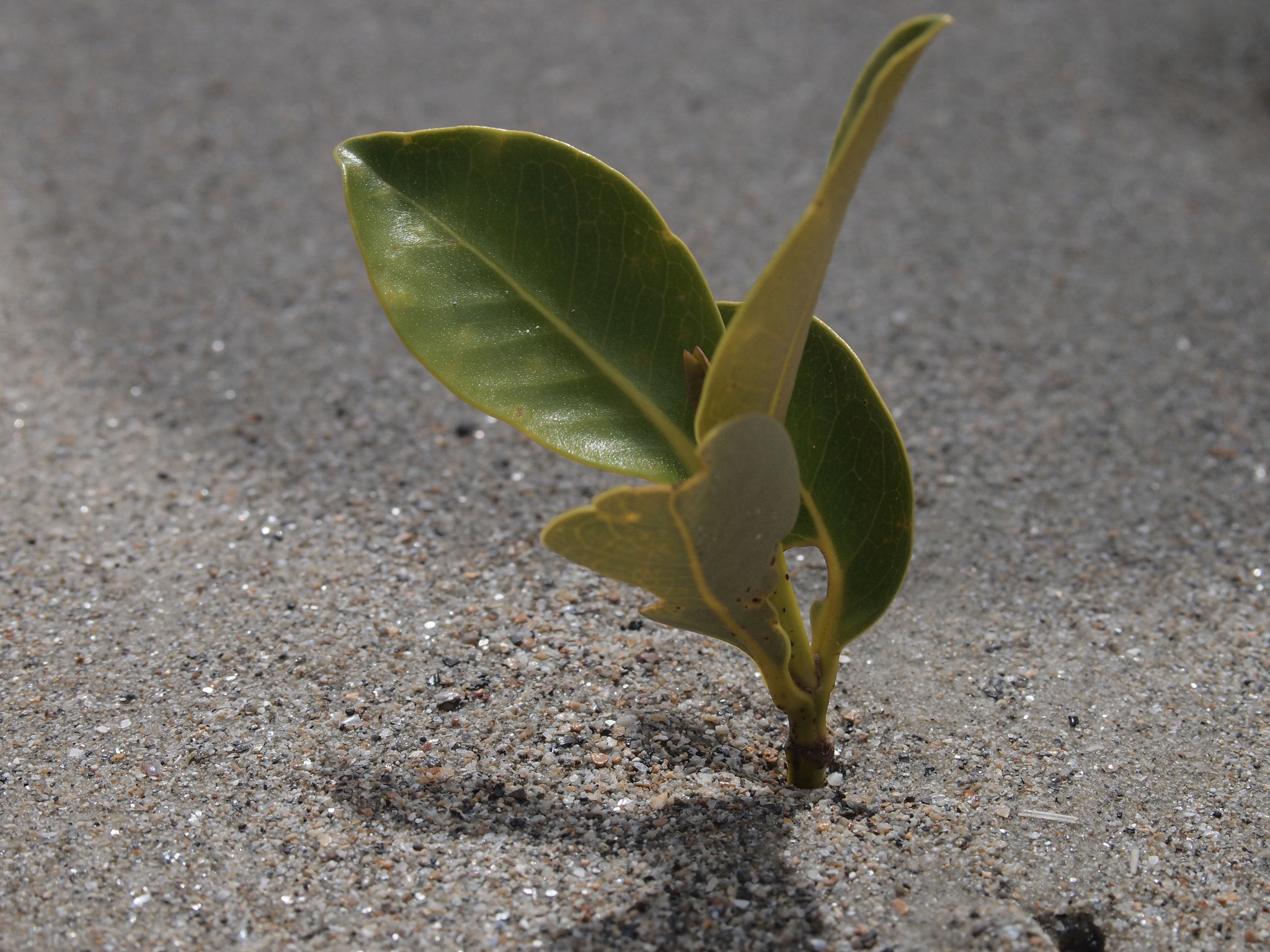 Olympus PEN E-PL2 sample photo. Mangrove photography