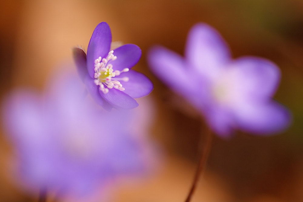 Sigma APO Macro 150mm f/2.8 EX DG HSM sample photo. Anemone hepatica photography