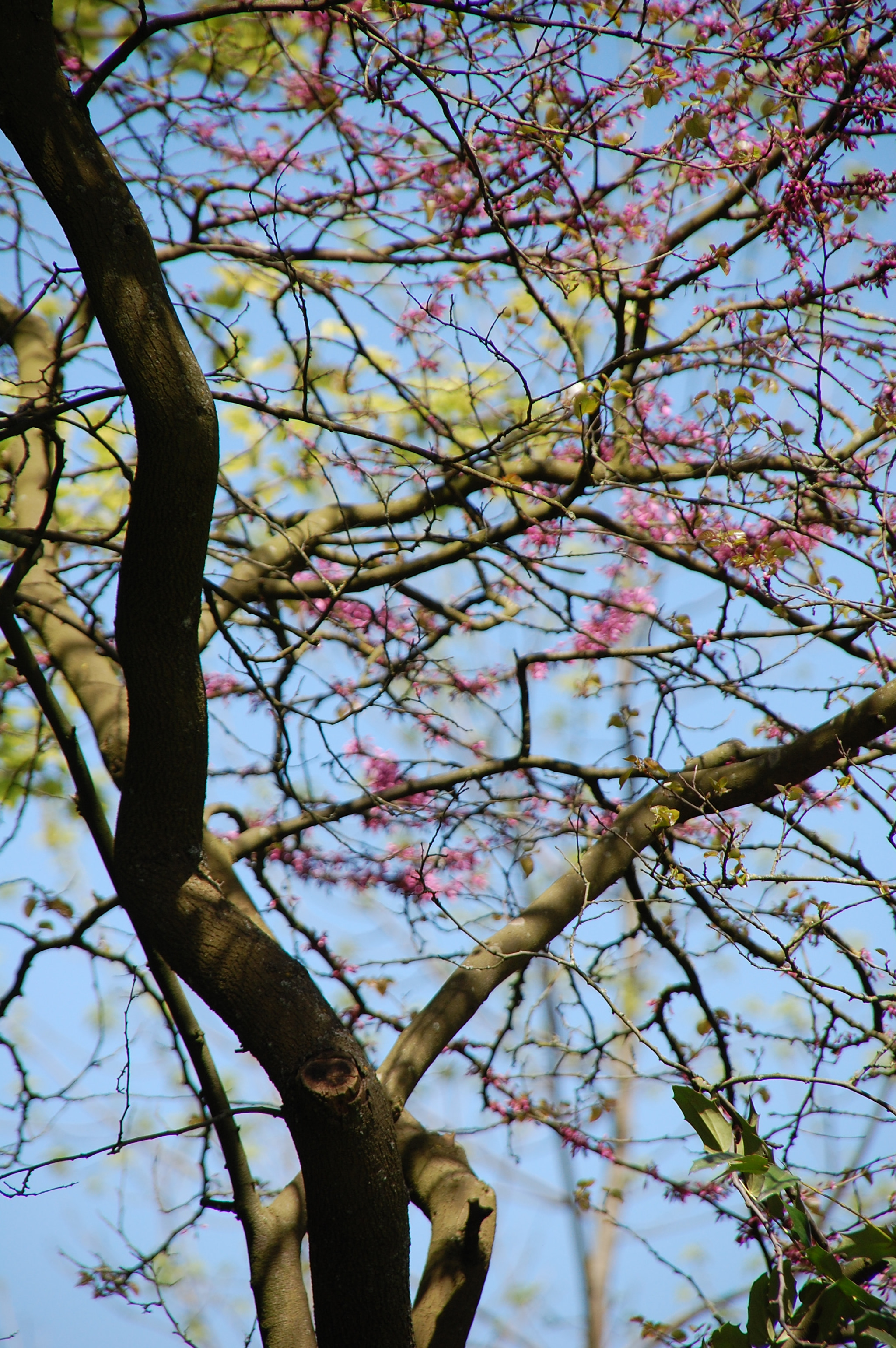 Nikon D40 + Sigma 18-200mm F3.5-6.3 DC sample photo. Interlacing photography
