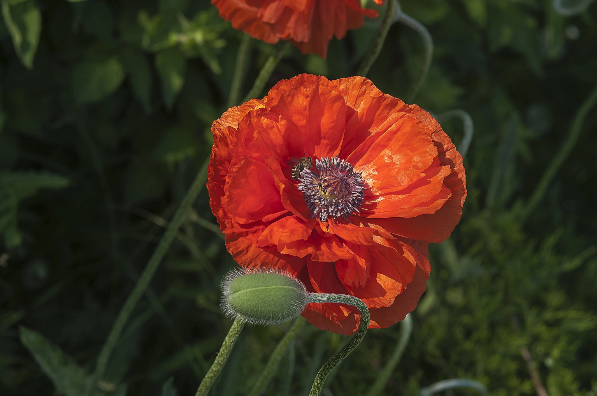 Nikon D300 + AF Micro-Nikkor 105mm f/2.8 sample photo. Красные маки photography