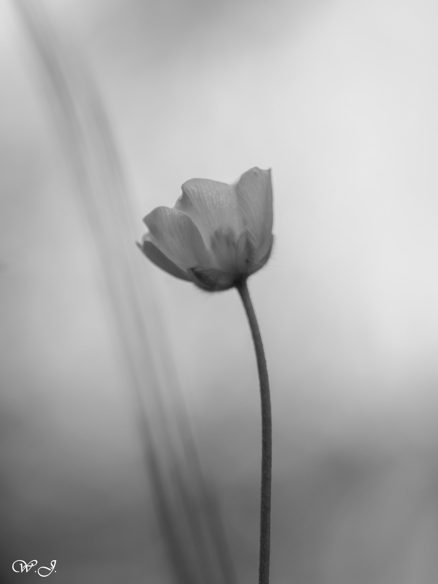 Sony ILCA-77M2 + Tamron SP AF 90mm F2.8 Di Macro sample photo. Buttercup photography