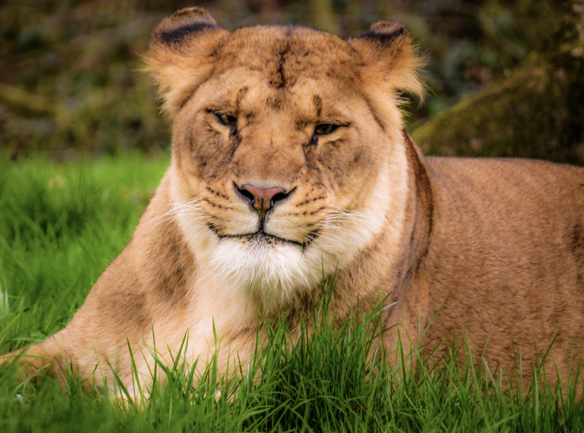 Panasonic Lumix G Vario 45-200mm F4-5.6 OIS sample photo. Lioness photography