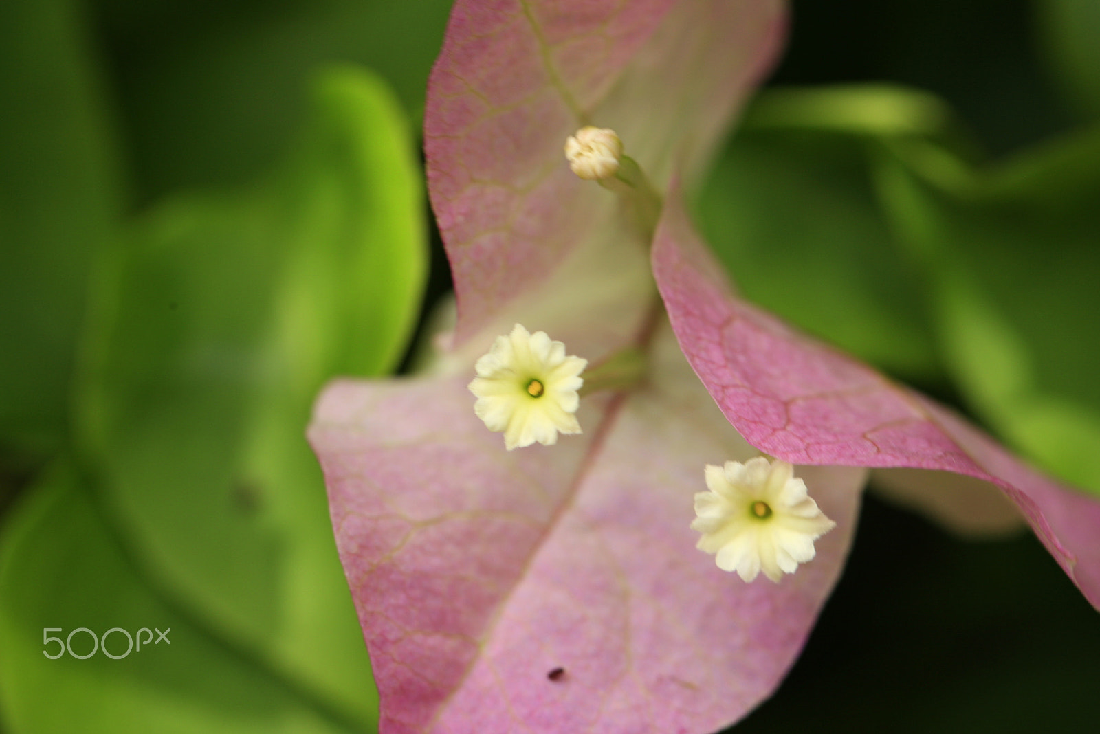 Canon EOS-1D Mark III sample photo. Bouganvilla petals & flowers photography