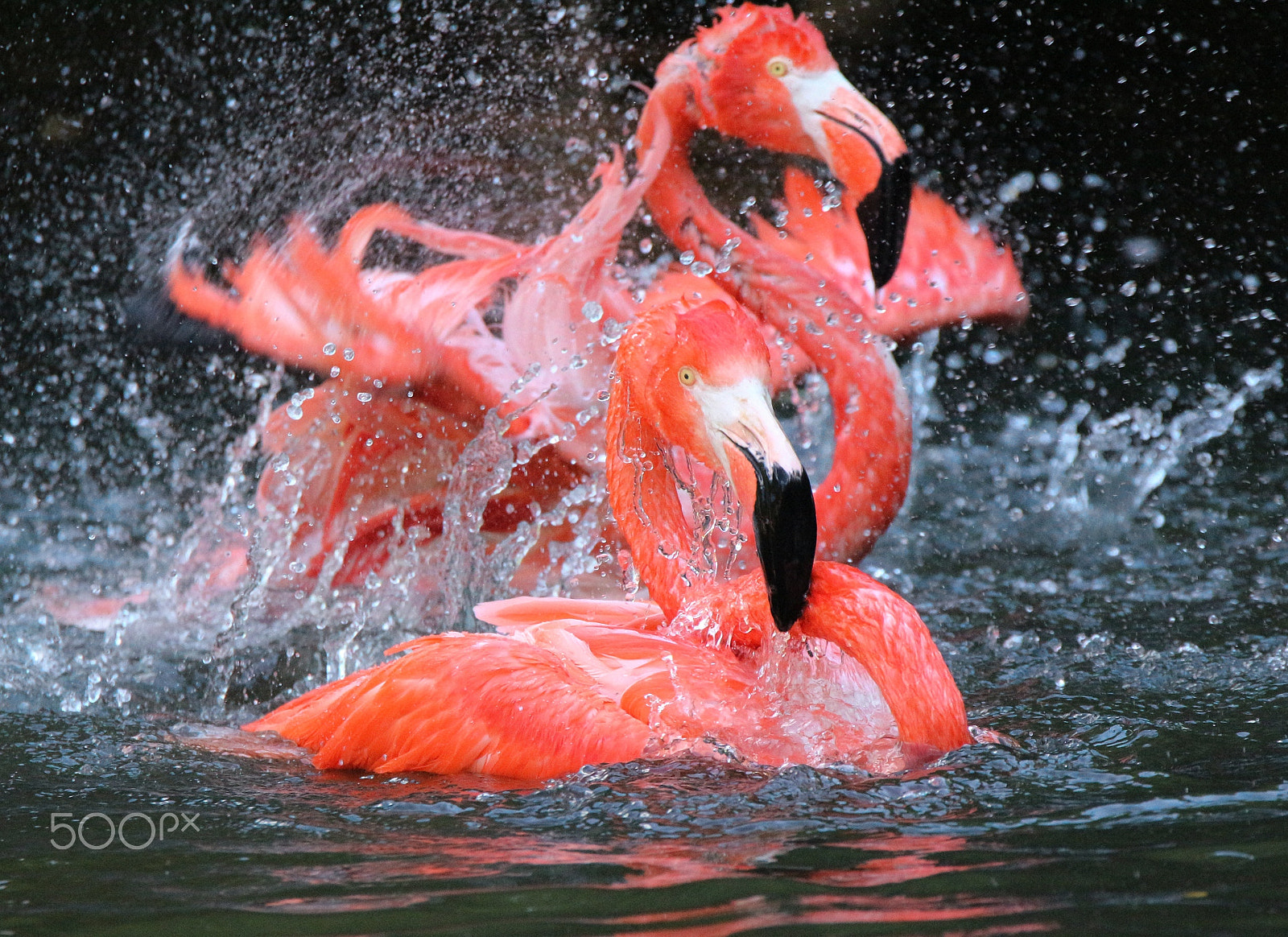 Tamron SP 150-600mm F5-6.3 Di VC USD sample photo. Bath photography