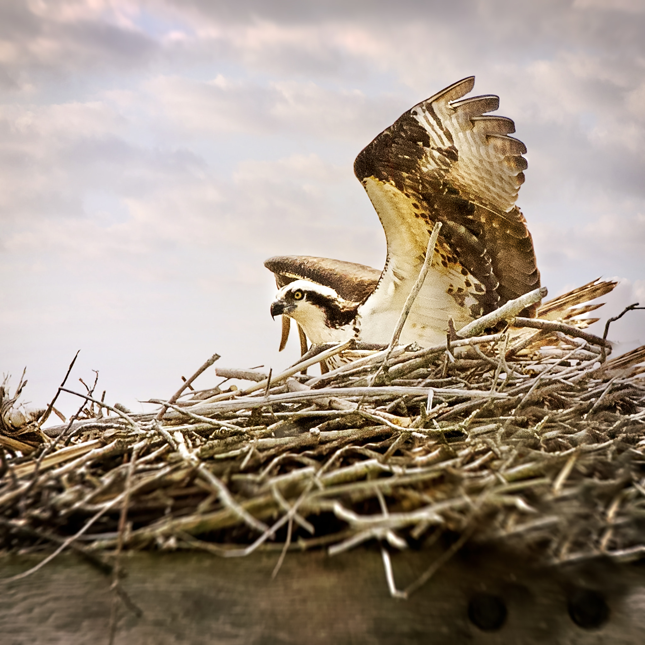 Sigma 150-600mm F5-6.3 DG OS HSM | C sample photo. Eagles nest photography