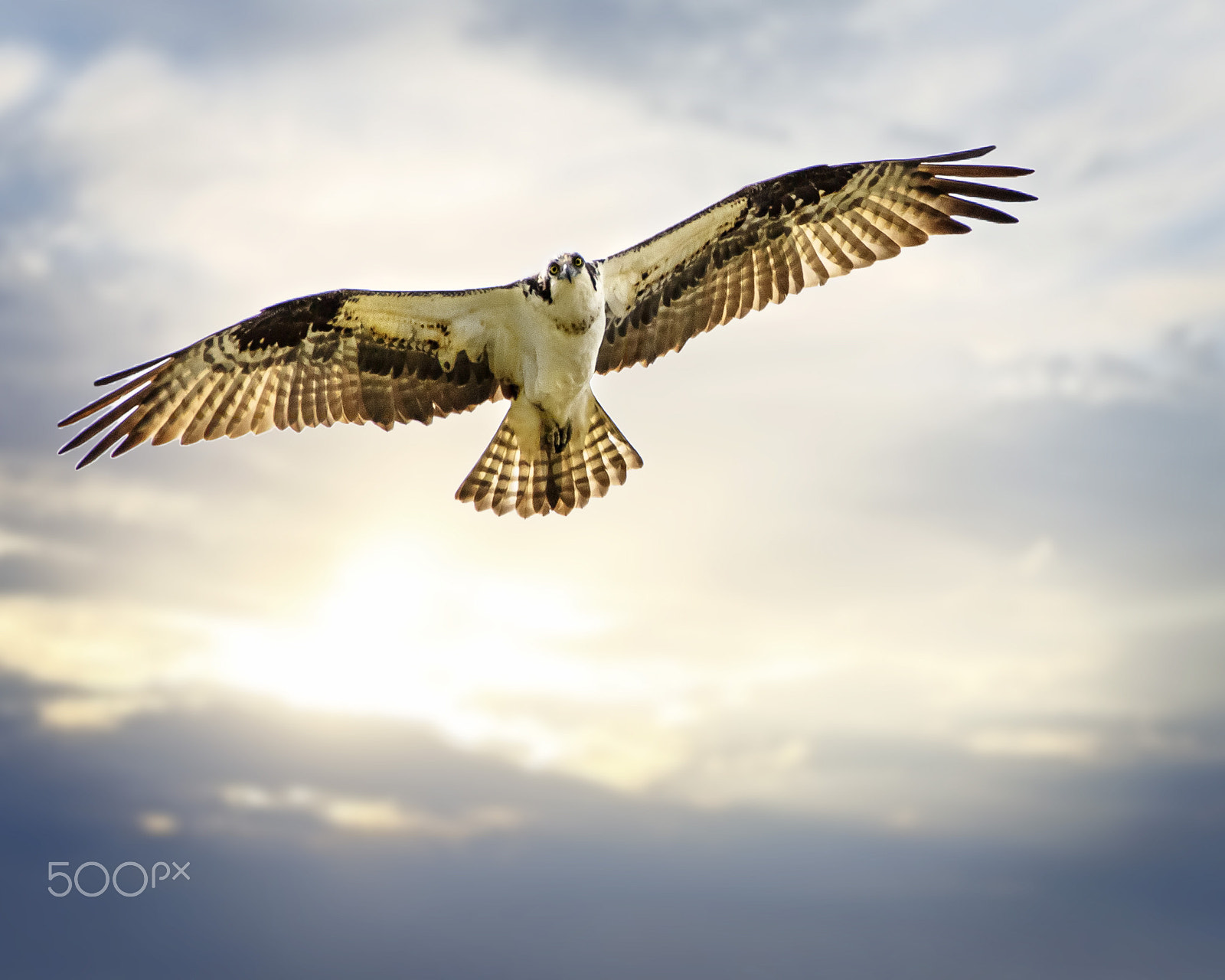 Sigma 150-600mm F5-6.3 DG OS HSM | C sample photo. Wingspan photography