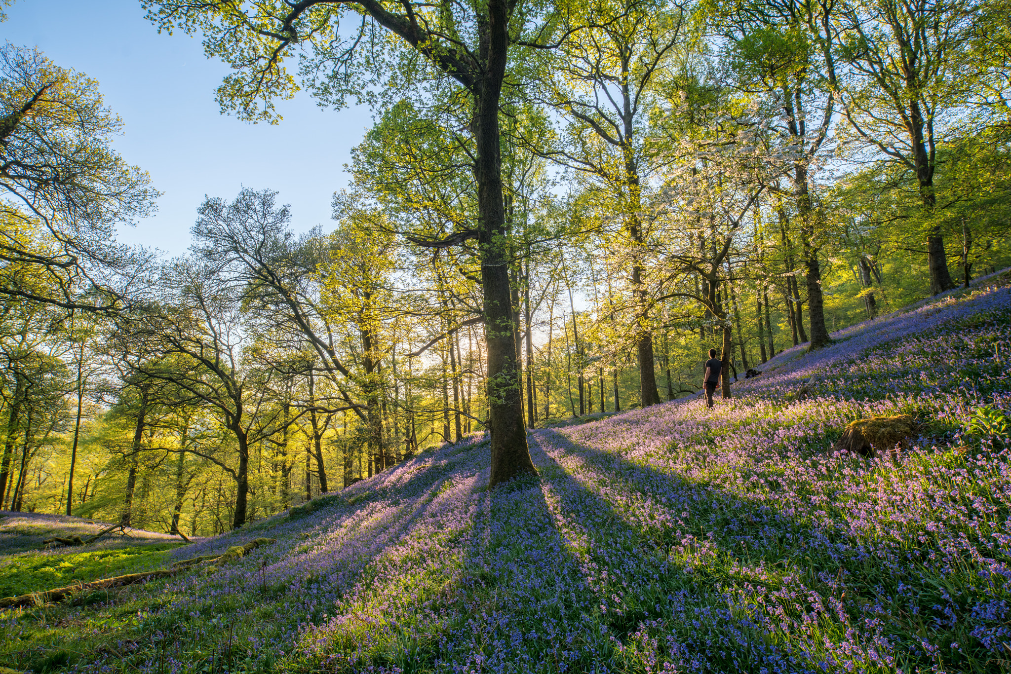 Sony a7R II + Tamron 18-270mm F3.5-6.3 Di II PZD sample photo. Evening light shining through the bluebells photography