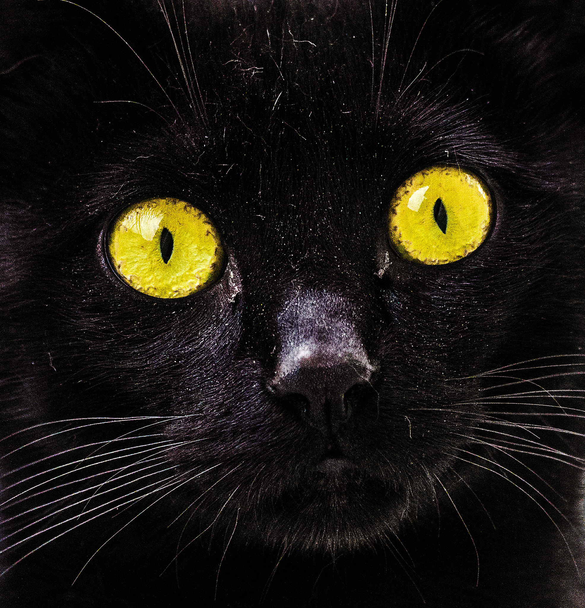 Sigma APO Macro 180mm F2.8 EX DG OS HSM sample photo. Gattoritratto photography