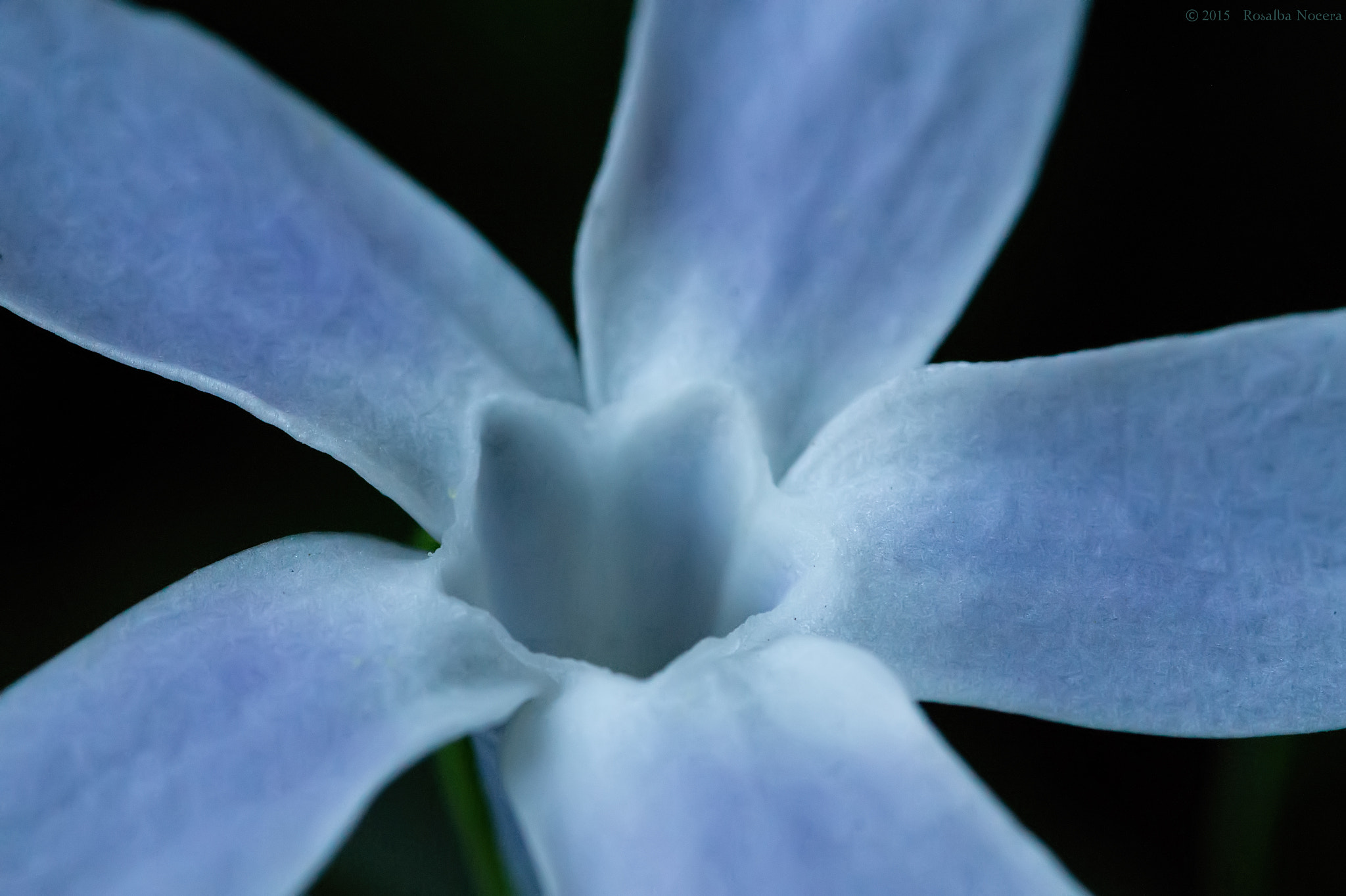Sony SLT-A58 + Sigma AF 105mm F2.8 EX [DG] Macro sample photo. Soft photography