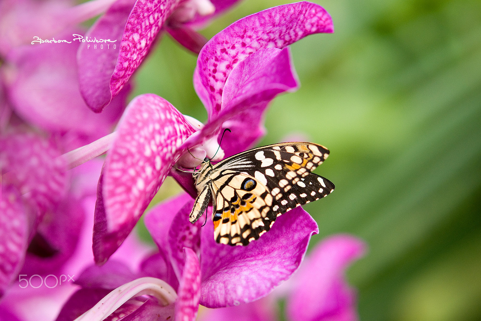 Nikon AF-S Micro-Nikkor 60mm F2.8G ED sample photo. Down to the last drop photography