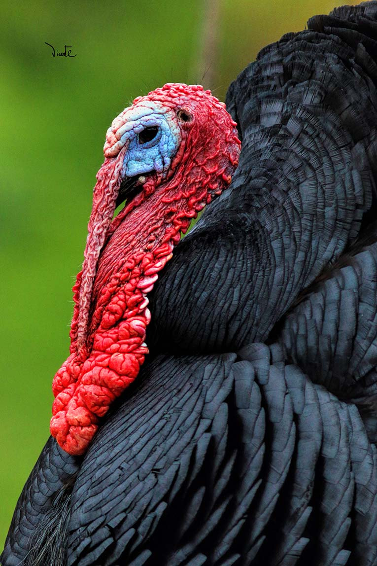 Canon EF 200mm f/2.8L II + 2x sample photo. Pavo photography