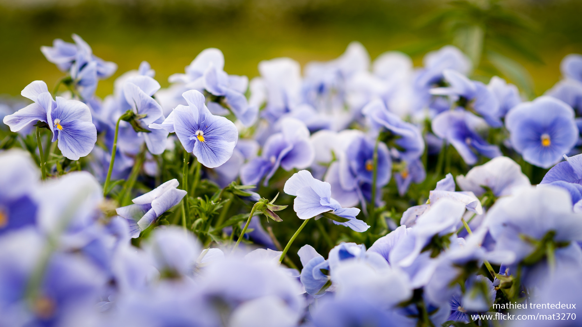 Nikon D700 + AF Nikkor 85mm f/1.8 sample photo. Jardin des plantes photography