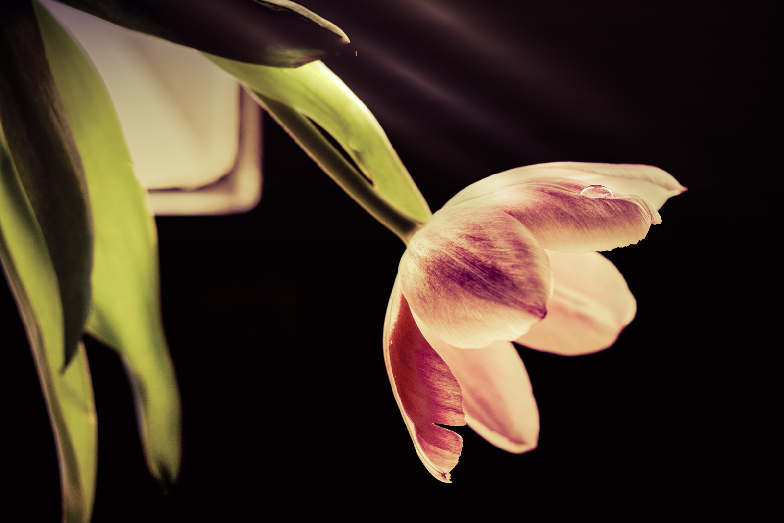 Olympus M.Zuiko Digital ED 60mm F2.8 Macro sample photo. Tulpes at the windows photography