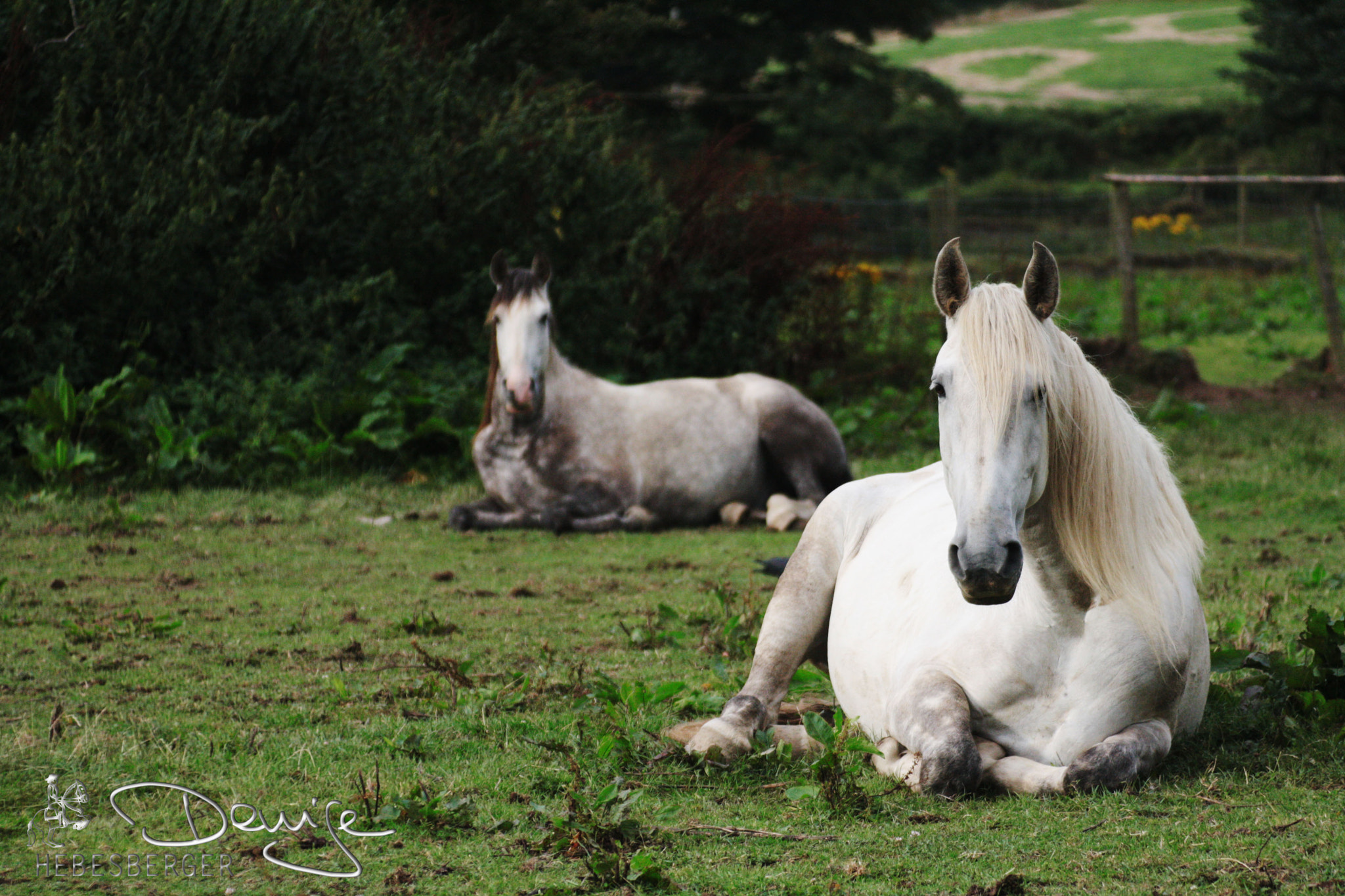 Canon EF 80-200mm F4.5-5.6 II sample photo. I n t h e f i e l d * lusitanos wales photography