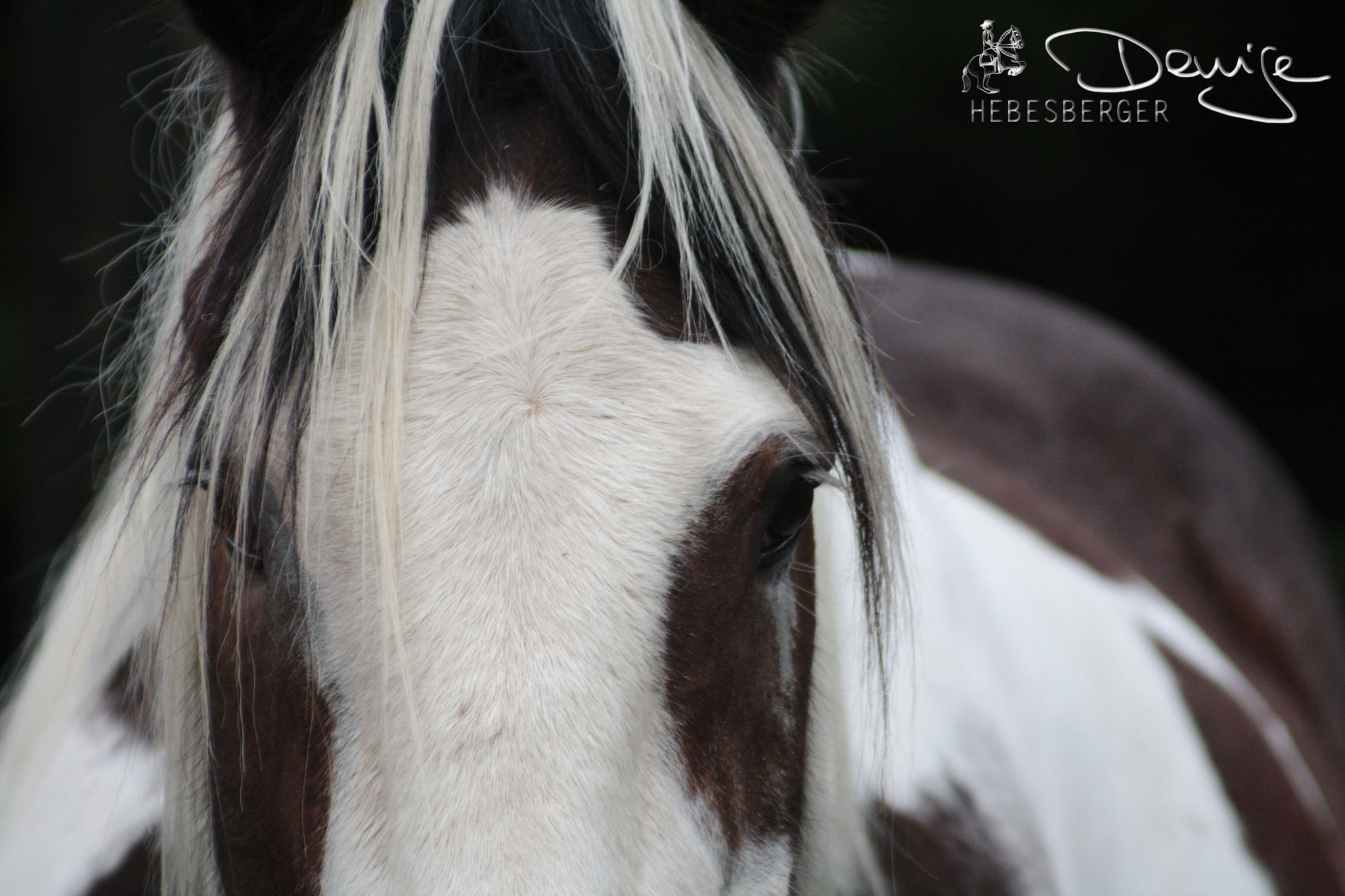 Canon EF 80-200mm F4.5-5.6 II sample photo. S h i r e h o r s e m i x * wales photography