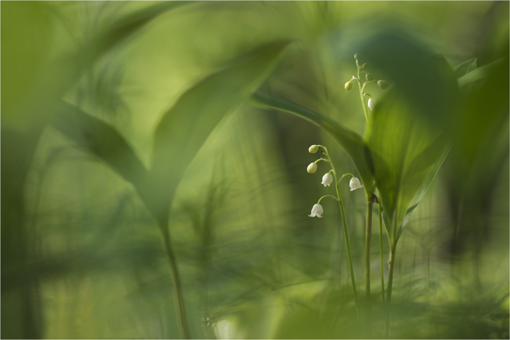 Nikon D810 + Nikon AF Micro-Nikkor 200mm F4D ED-IF sample photo
