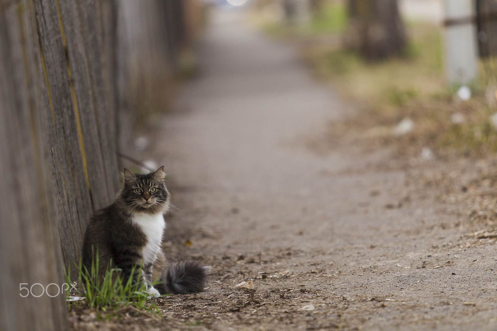 Canon EOS-1D Mark IV sample photo. Cat sitting near the fence on the sidewalk photography