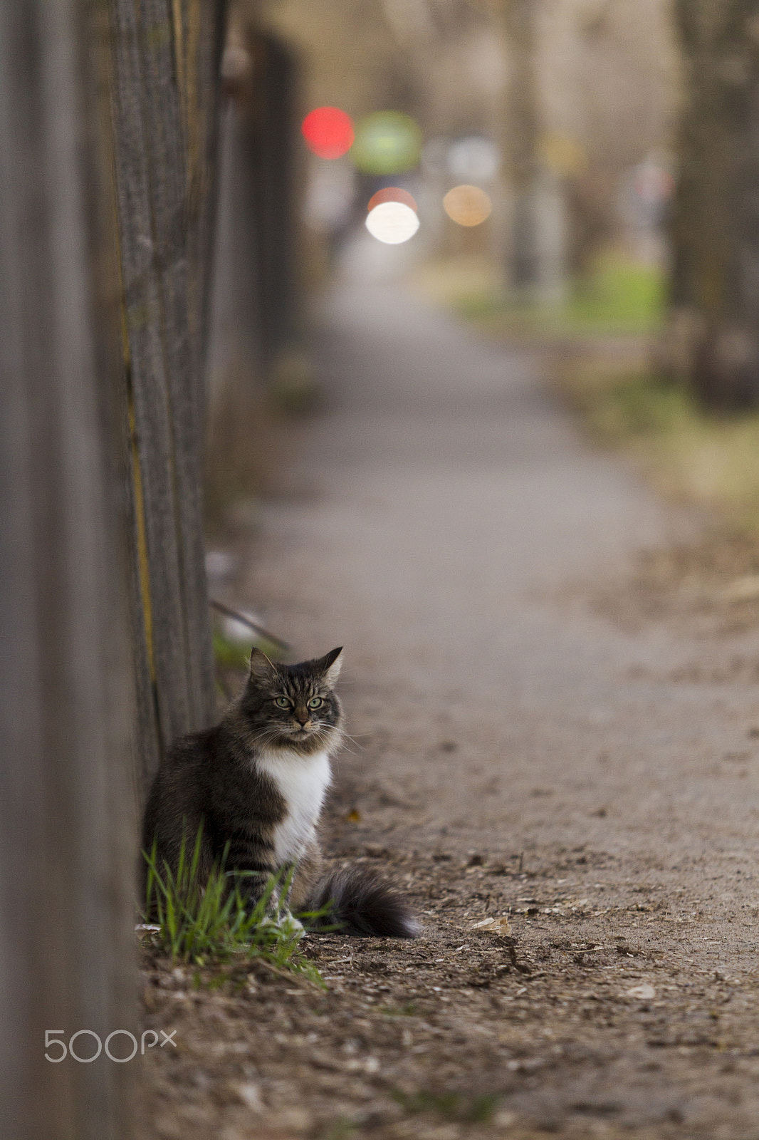 Canon EOS-1D Mark IV sample photo. Cat sitting near the fence on the sidewalk photography
