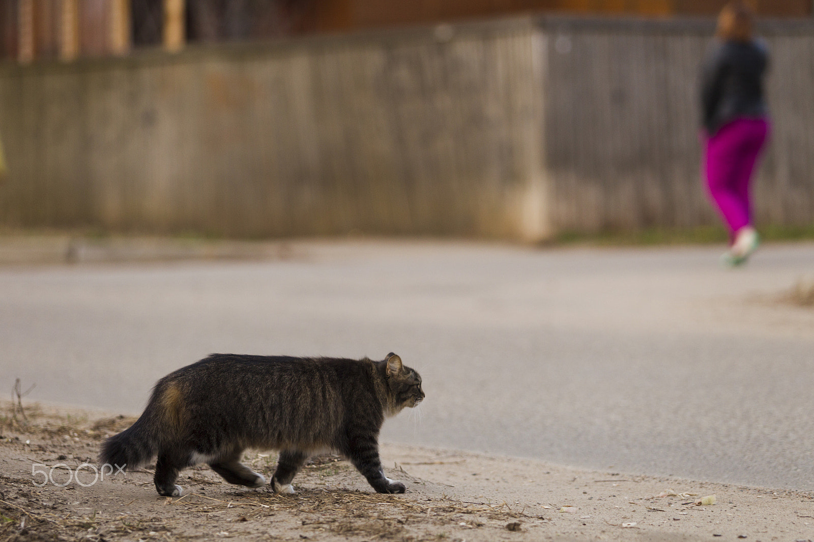 Canon EOS-1D Mark IV sample photo. The cat is walking on the street photography