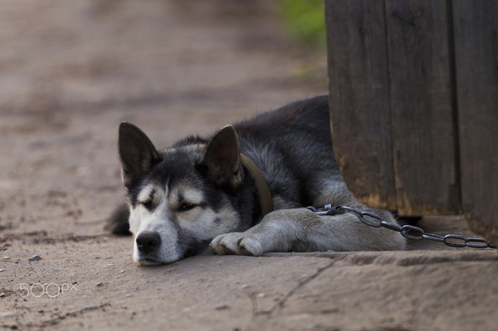 Canon EOS-1D Mark IV sample photo. Chain dog, lying on the sidewalk near a wooden fence photography