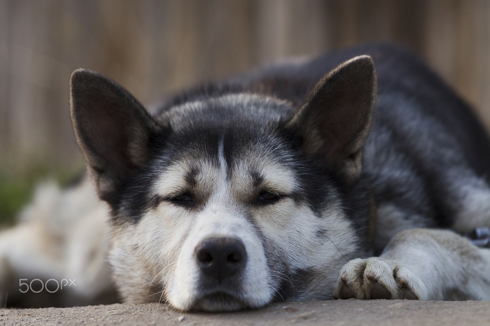 Canon EOS-1D Mark IV sample photo. Chain dog, lying on the sidewalk near a wooden fence photography