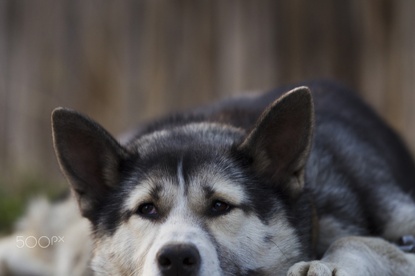 Canon EOS-1D Mark IV + Canon EF 70-200mm F2.8L USM sample photo. Chain dog, lying on the sidewalk near a wooden fence photography