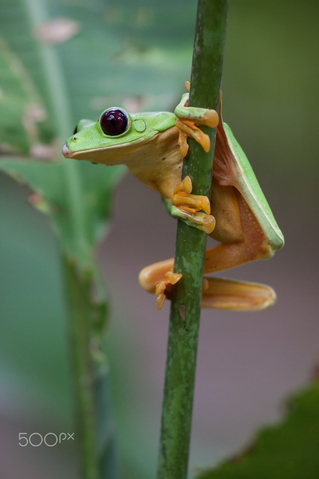 Sigma APO Macro 150mm f/2.8 EX DG HSM sample photo. Red eyed tree frog photography