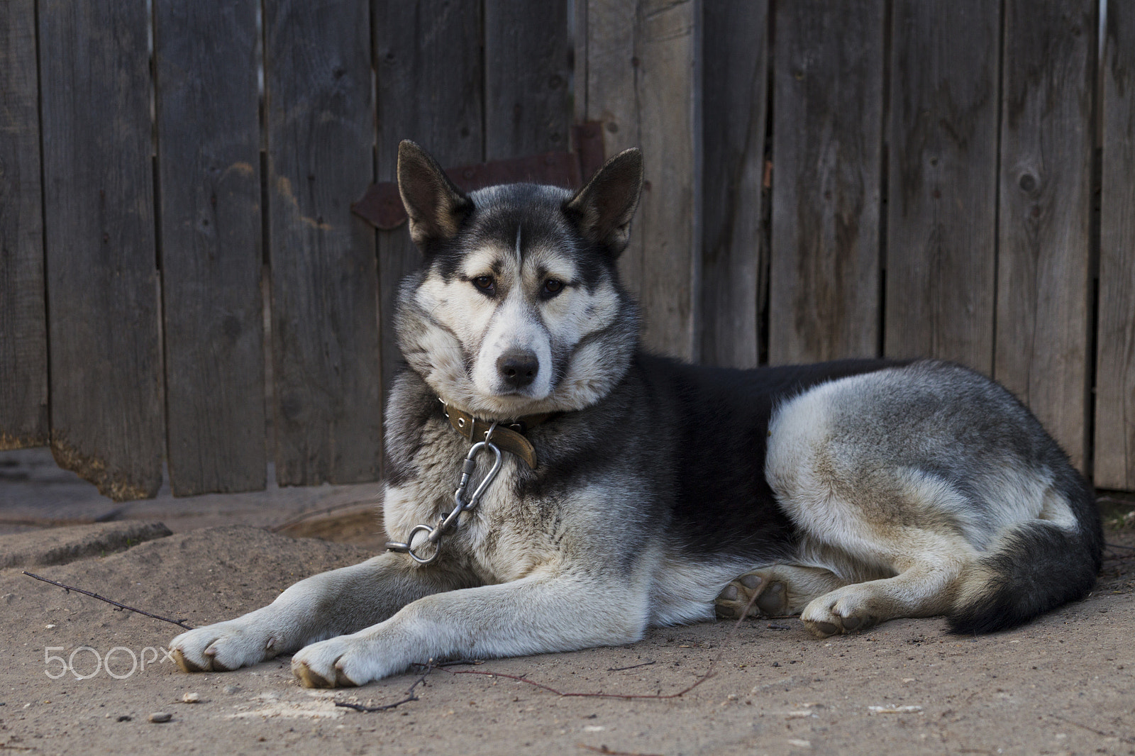 Canon EOS-1D Mark IV + Canon EF 70-200mm F2.8L USM sample photo. Chain dog, lying on the sidewalk near a wooden fence photography