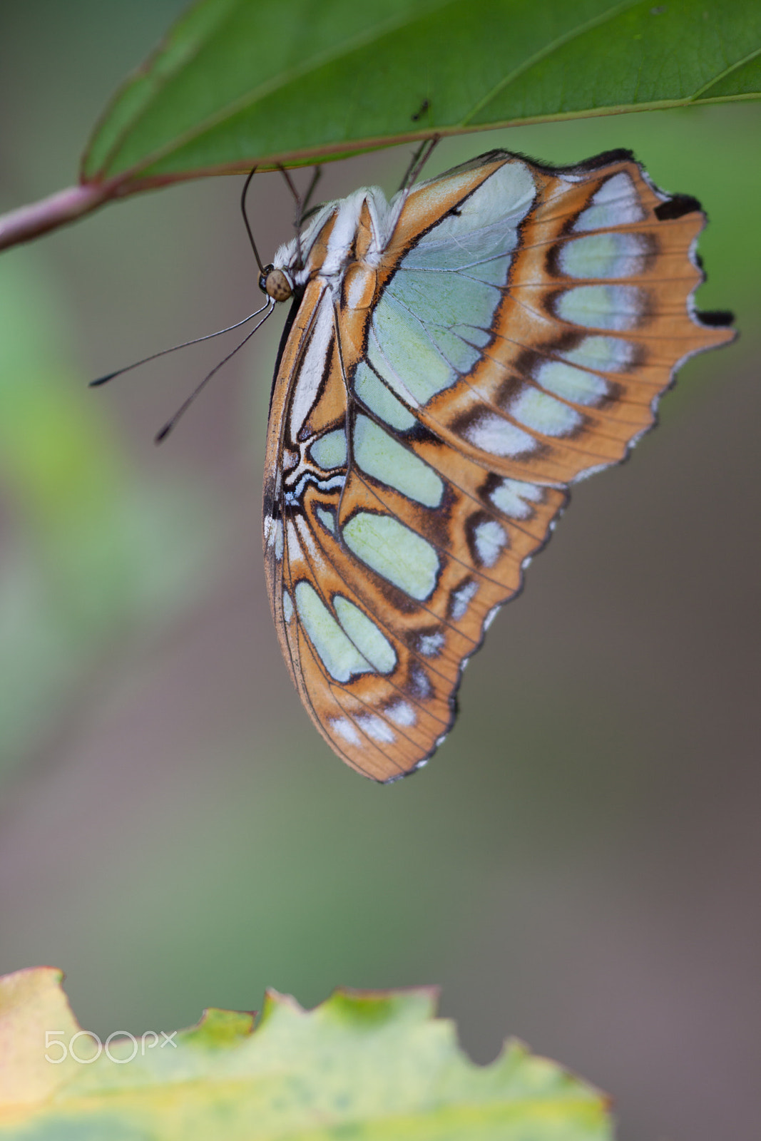Sigma APO Macro 150mm f/2.8 EX DG HSM sample photo. Butterfly photography