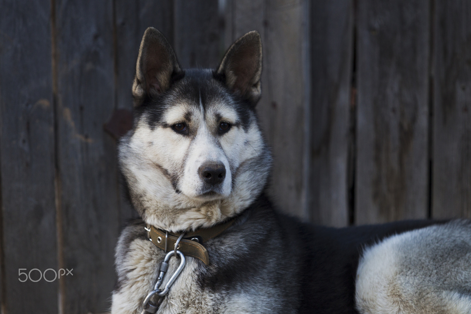Canon EOS-1D Mark IV sample photo. Chain dog, lying on the sidewalk near a wooden fence photography