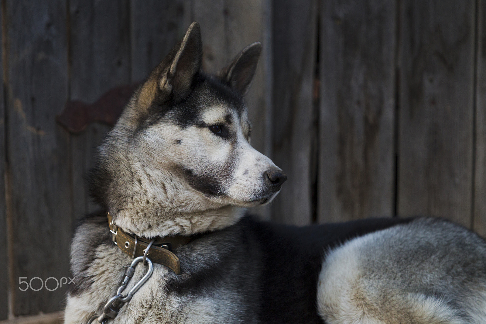 Canon EOS-1D Mark IV + Canon EF 70-200mm F2.8L USM sample photo. Chain dog, lying on the sidewalk near a wooden fence photography