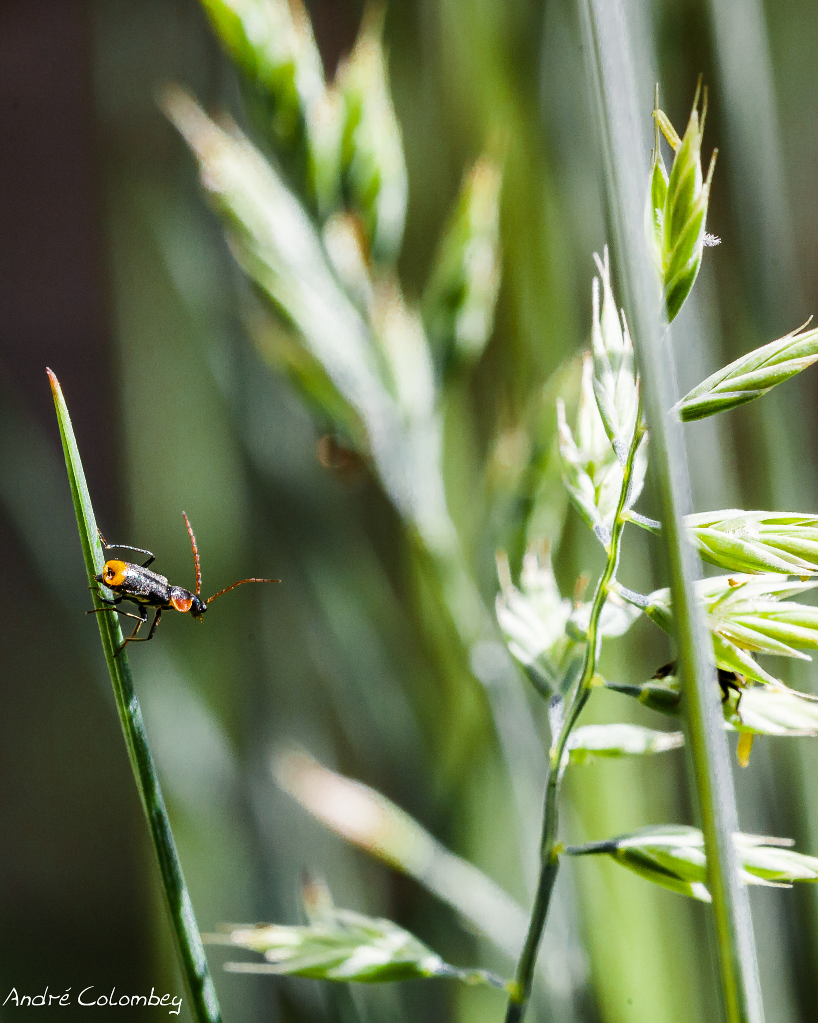 Sigma 150mm f/2.8 EX DG OS HSM APO Macro sample photo. Before jump photography