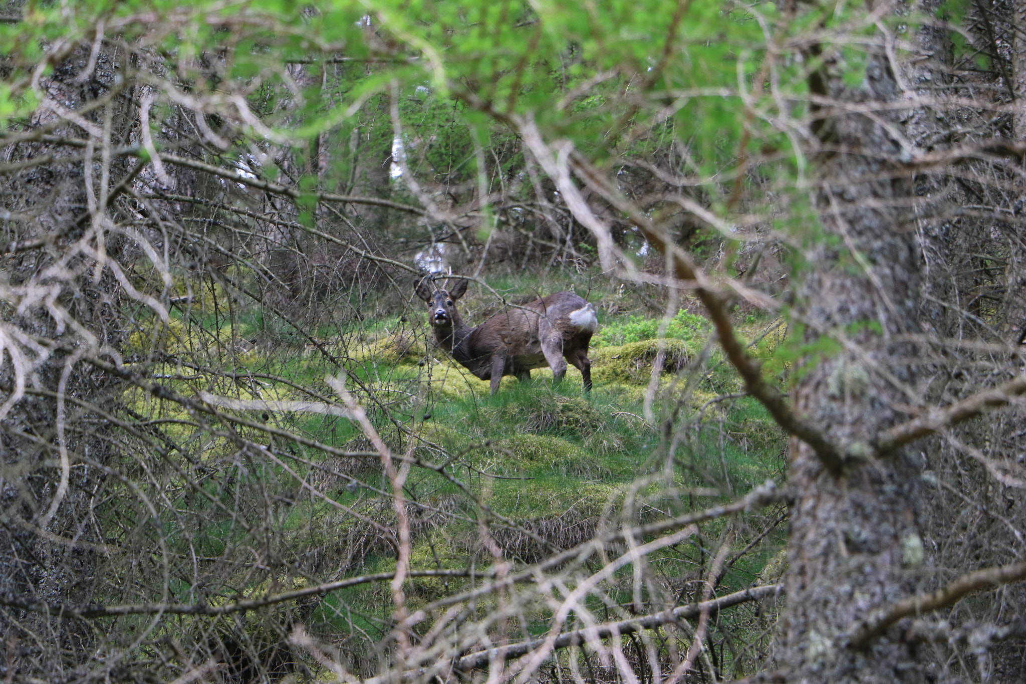Canon EF-S 18-135mm F3.5-5.6 IS STM sample photo. Deer caught in the woods photography