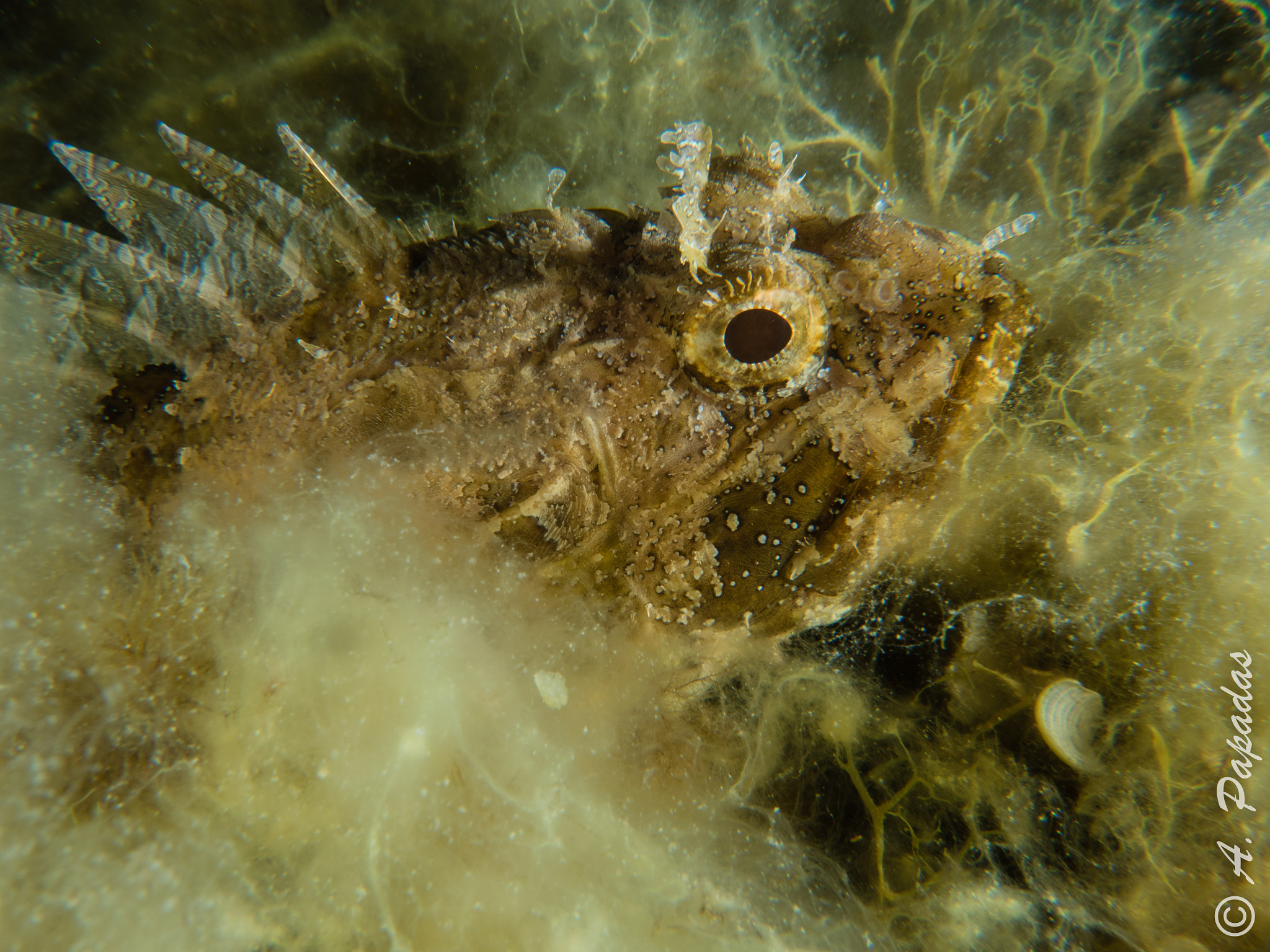 Olympus M.Zuiko Digital 14-42mm F3.5-5.6 II R sample photo. Scorpion fish photography