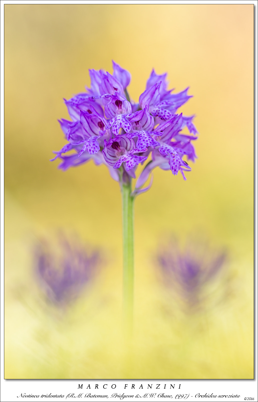 Canon EF 180mm F3.5L Macro USM sample photo. Small natural jewels photography