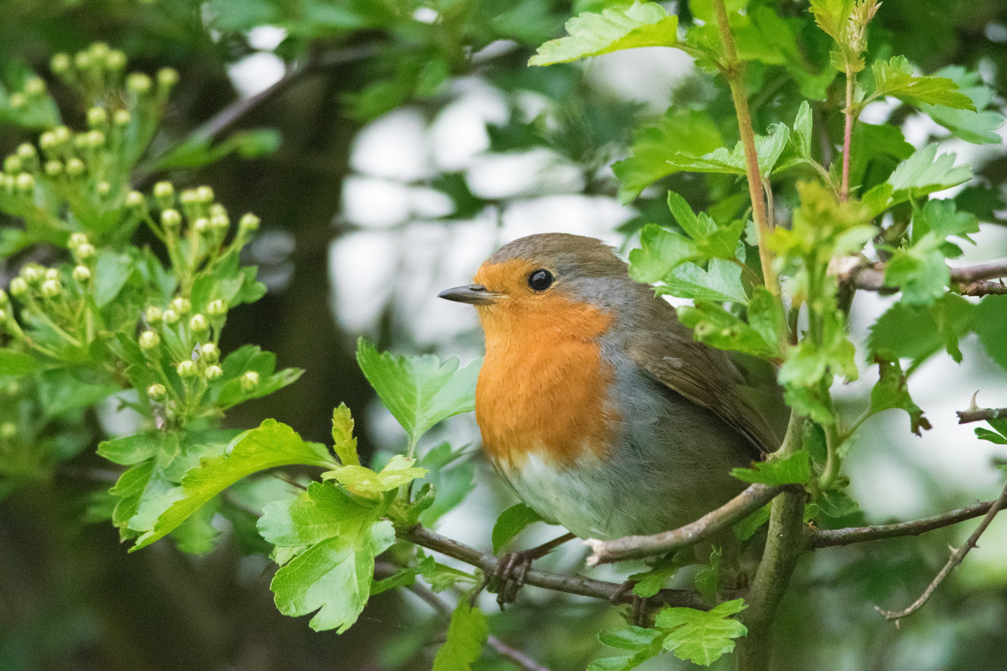 Nikon D5300 + Nikon AF-S Nikkor 300mm F4D ED-IF sample photo. May robin photography