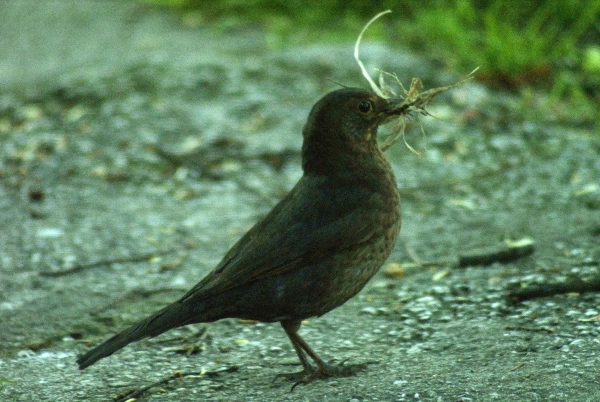 Minolta AF 100-300mm F4.5-5.6 sample photo. Kos (turdus merula) photography