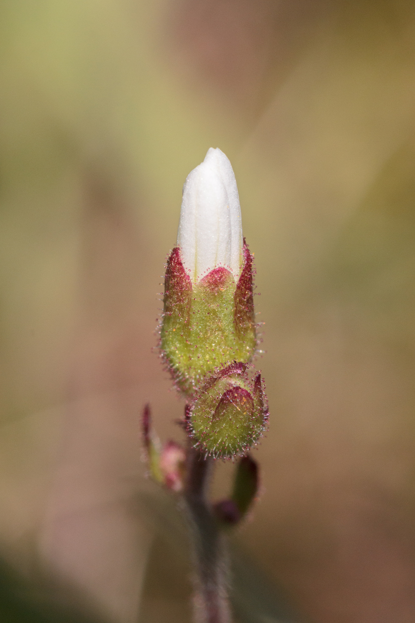 Canon EOS 550D (EOS Rebel T2i / EOS Kiss X4) + Tamron SP AF 90mm F2.8 Di Macro sample photo. Der kleine.. | ..the small one photography