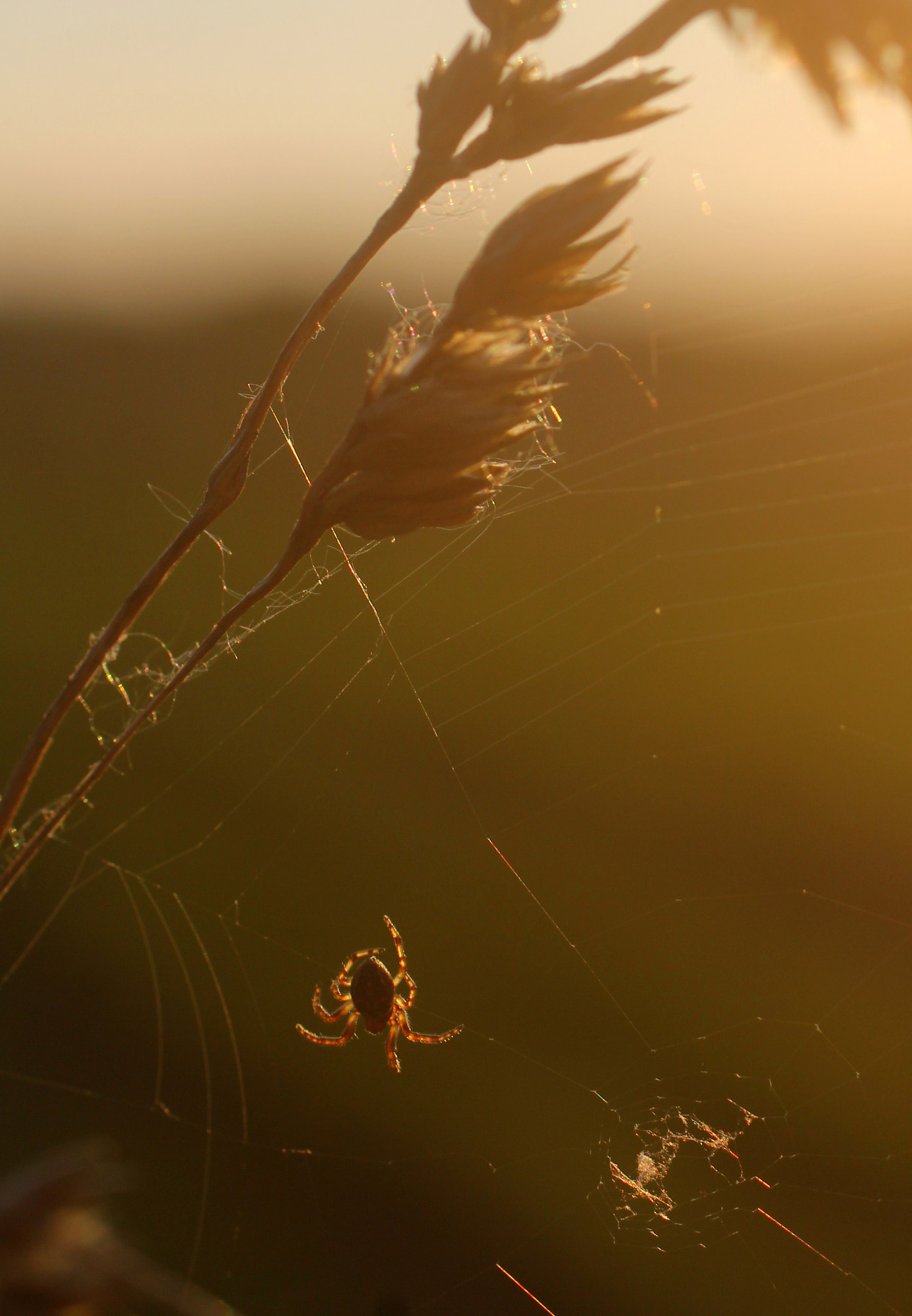 Canon EOS 60D + Canon EF 50mm F2.5 Macro sample photo. Spider ft sunset photography